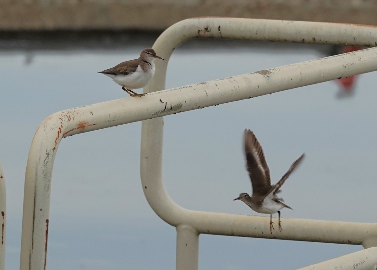 pisík americký - ML645369399