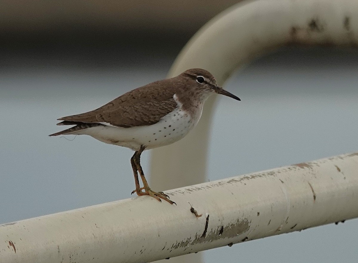 pisík americký - ML645369400