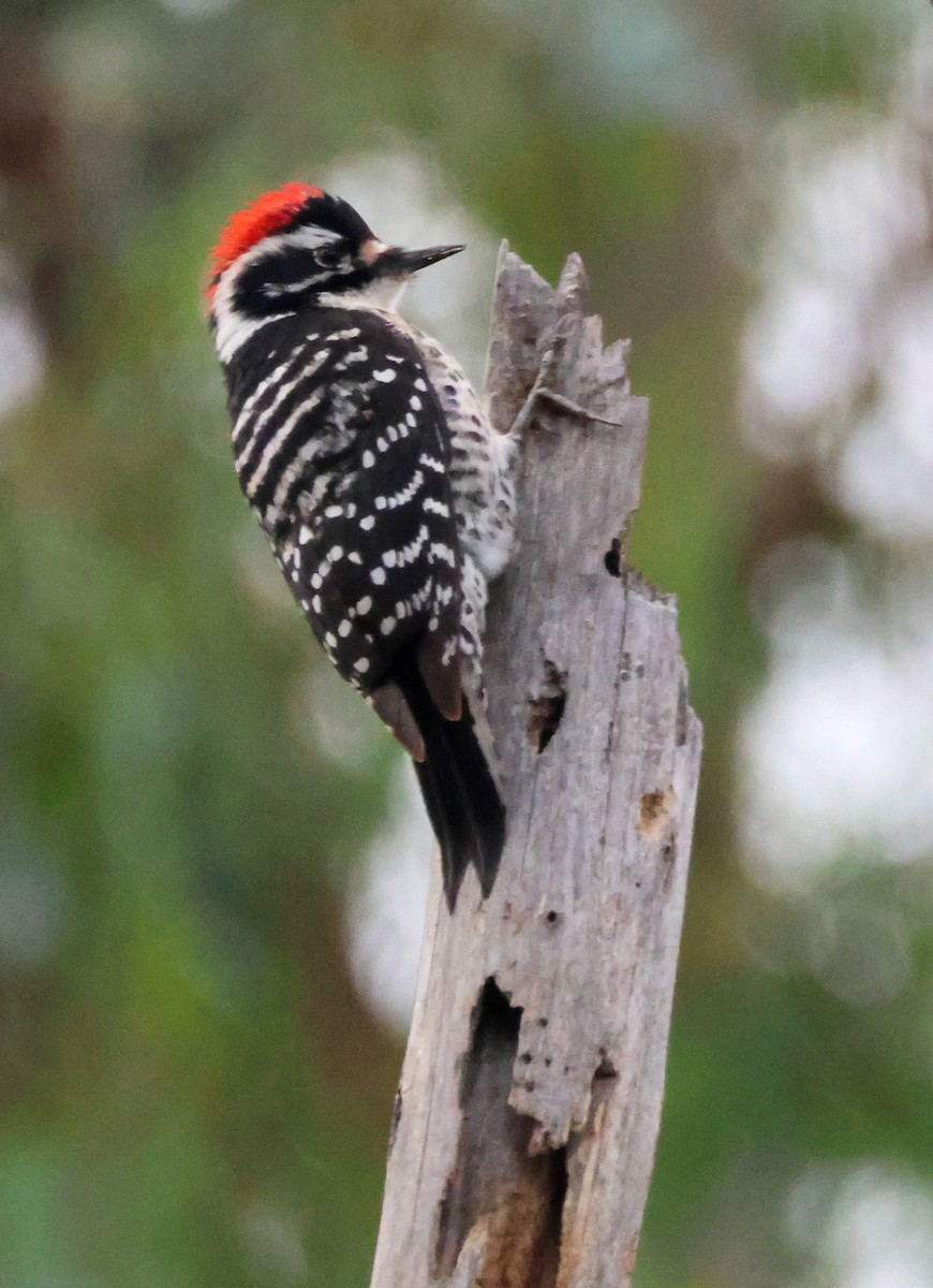 Nuttall's Woodpecker - ML645369402