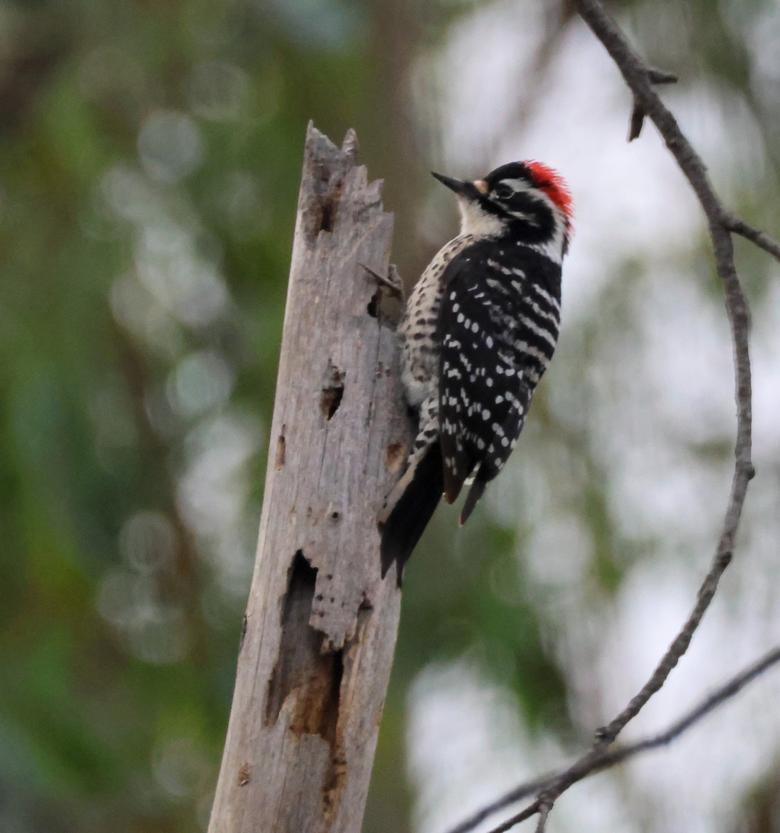 Nuttall's Woodpecker - ML645369403