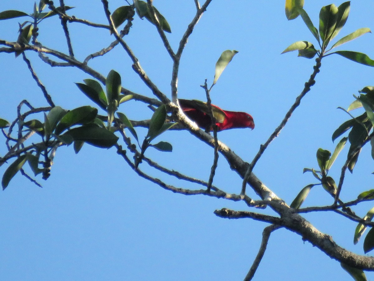Chattering Lory - ML645369404
