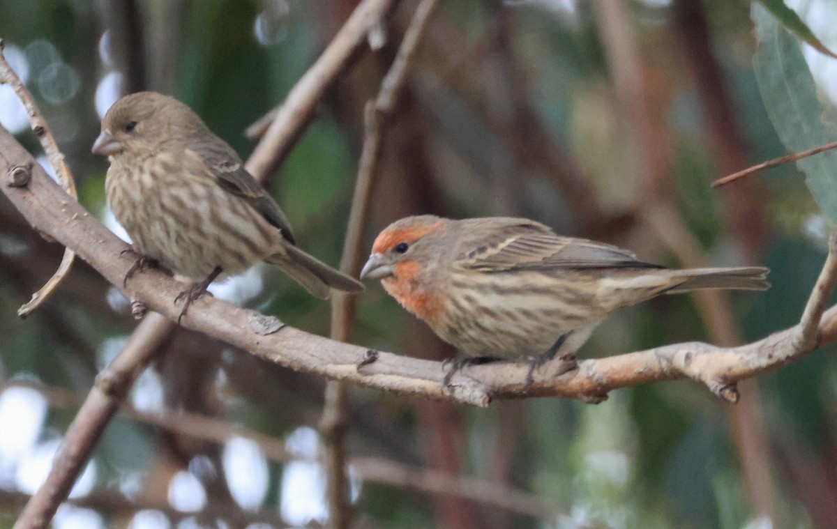 House Finch - ML645369408