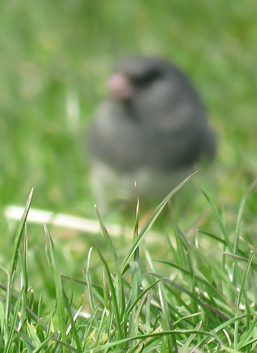 Dark-eyed Junco - ML64536941