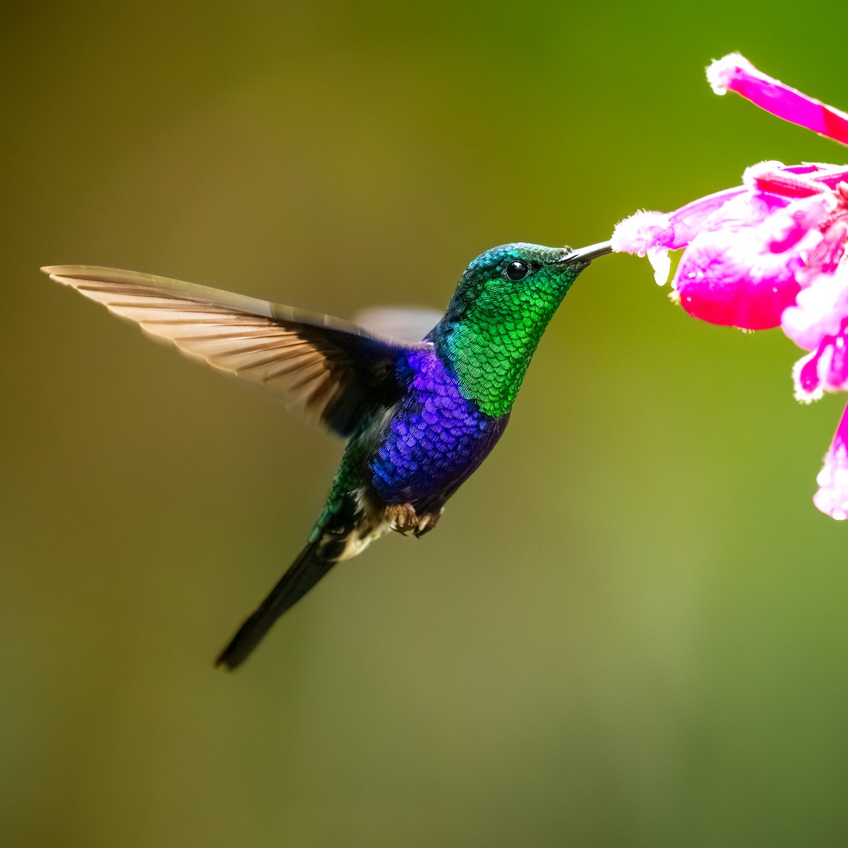 Crowned Woodnymph - ML645369415