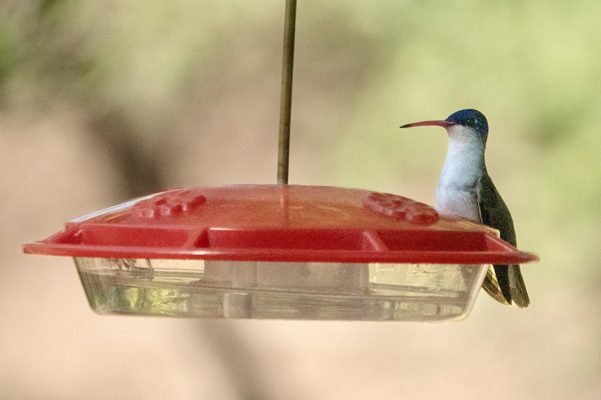 Violet-crowned Hummingbird - ML645369453