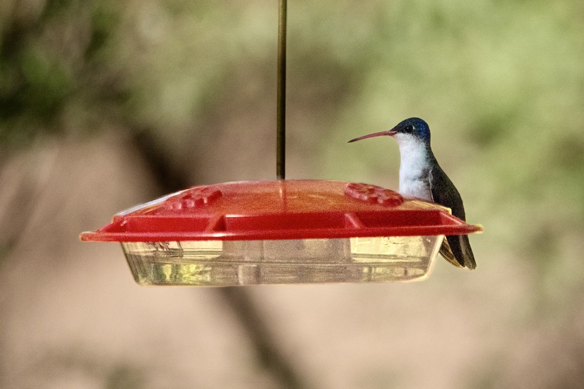 Violet-crowned Hummingbird - ML645369454