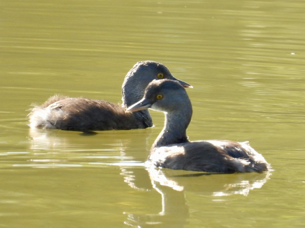 potápka nejmenší - ML645369462