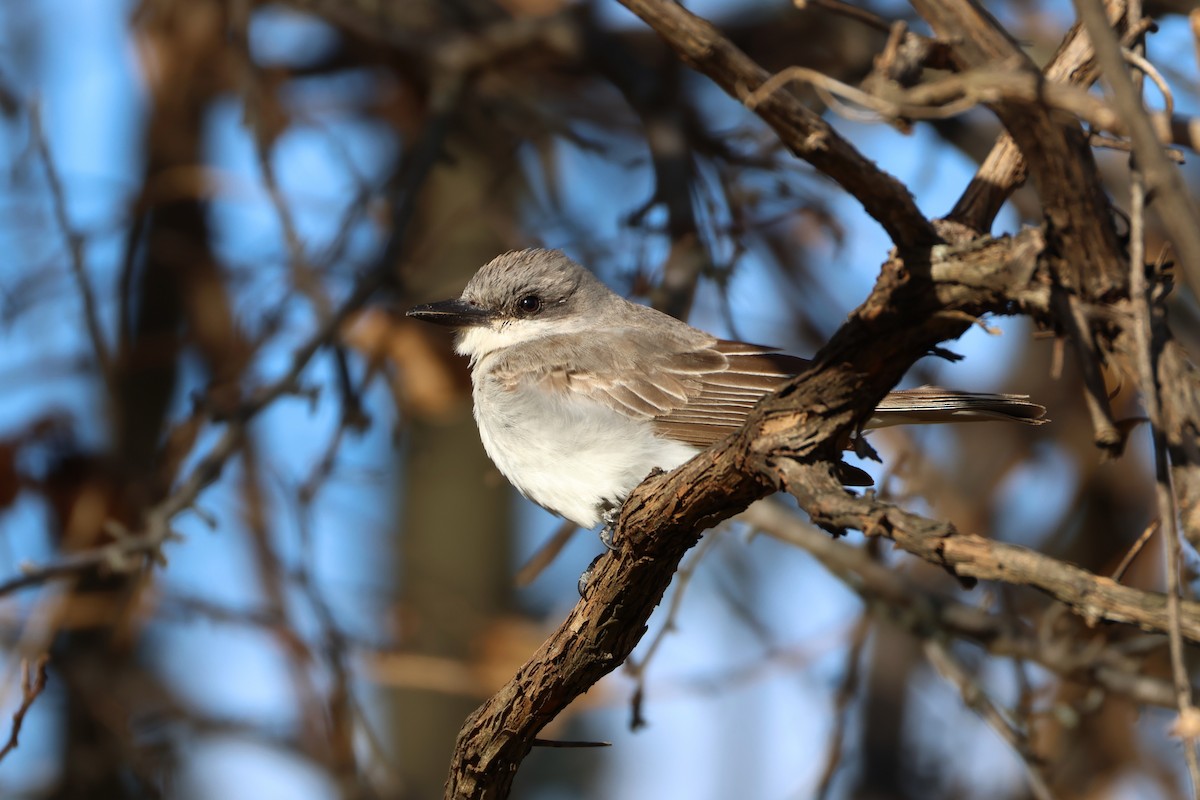 Gray Kingbird - ML645369464