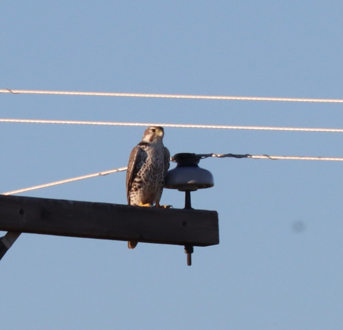 Prairie Falcon - ML645369471