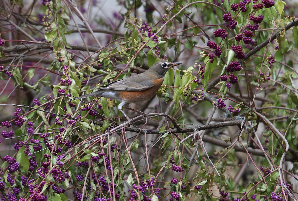American Robin - ML645369474