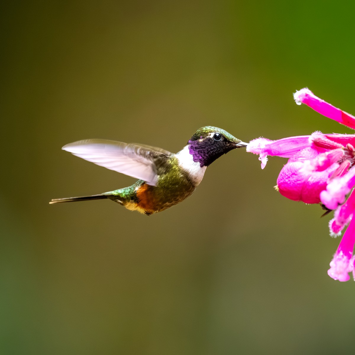 Purple-throated Woodstar - ML645369476