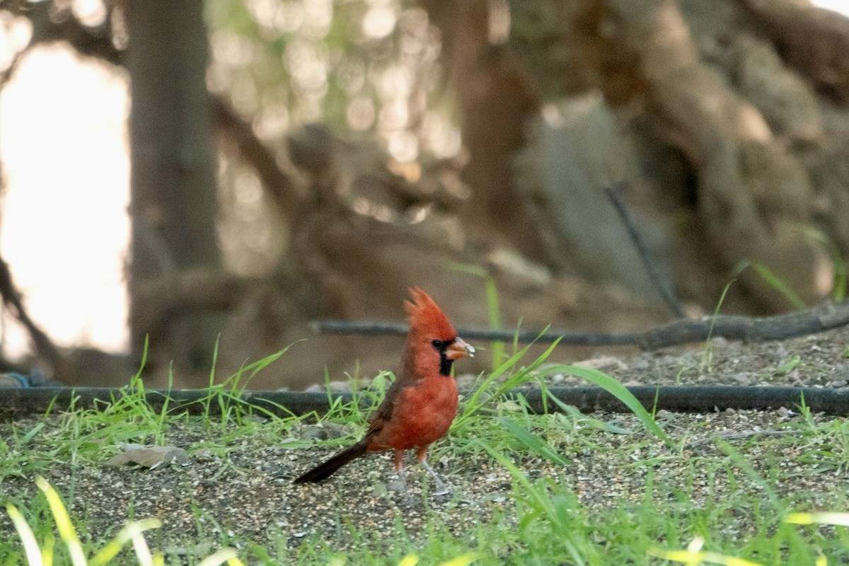 Northern Cardinal - ML645369478
