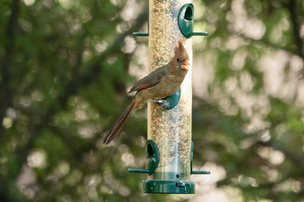 Northern Cardinal - ML645369479