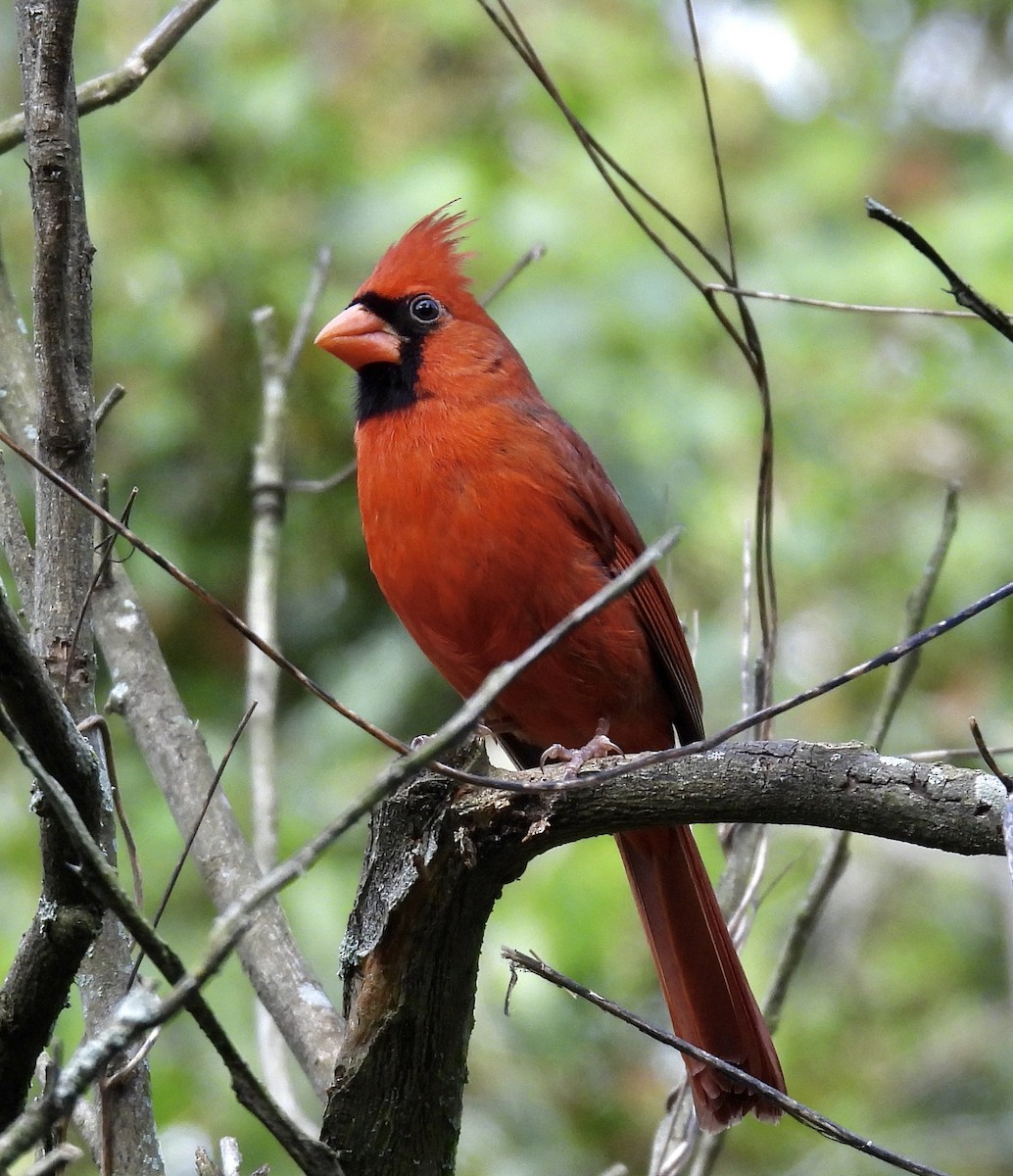 Northern Cardinal - ML645369482
