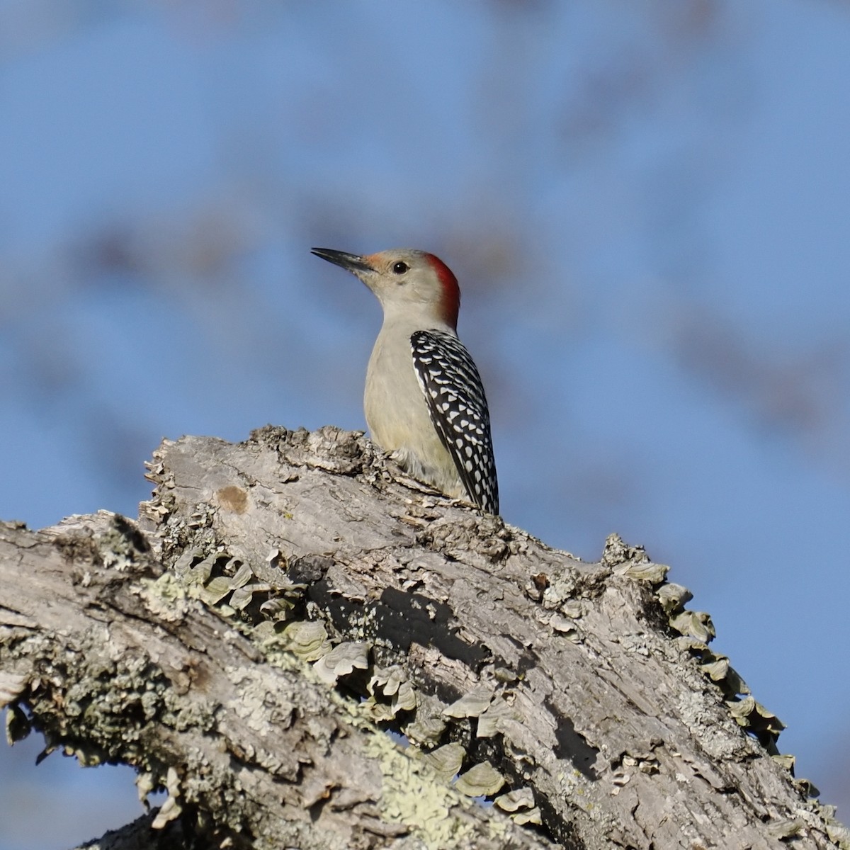 Carpintero de Carolina - ML645369496