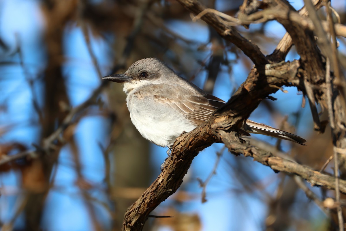 Gray Kingbird - ML645369502