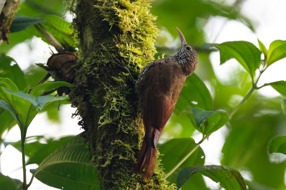 Горный древолаз - ML645369510