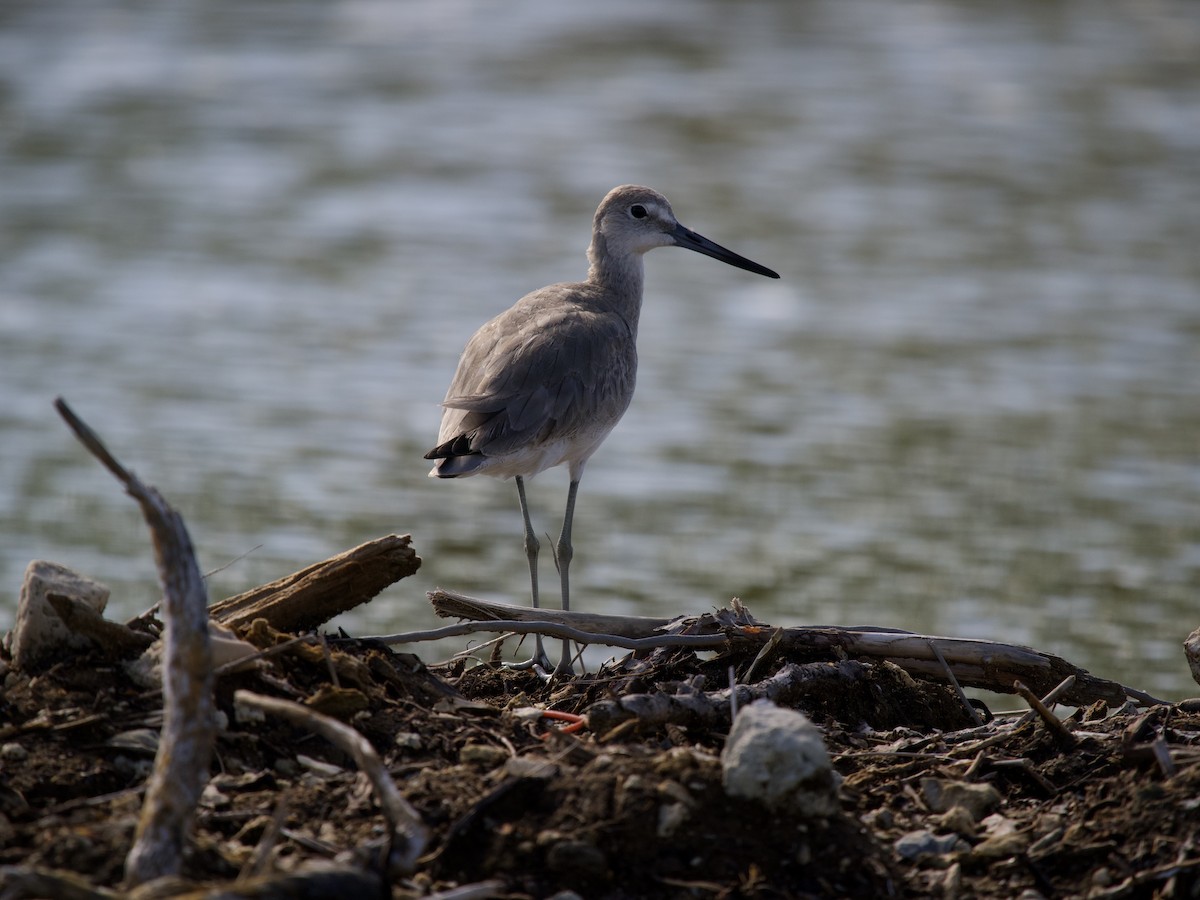 Kuliska erdipalmatua - ML645369512