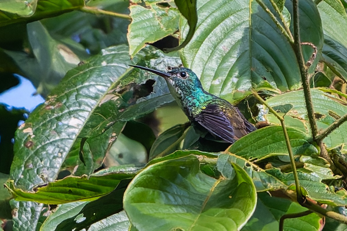 Андская амазилия - ML645369525