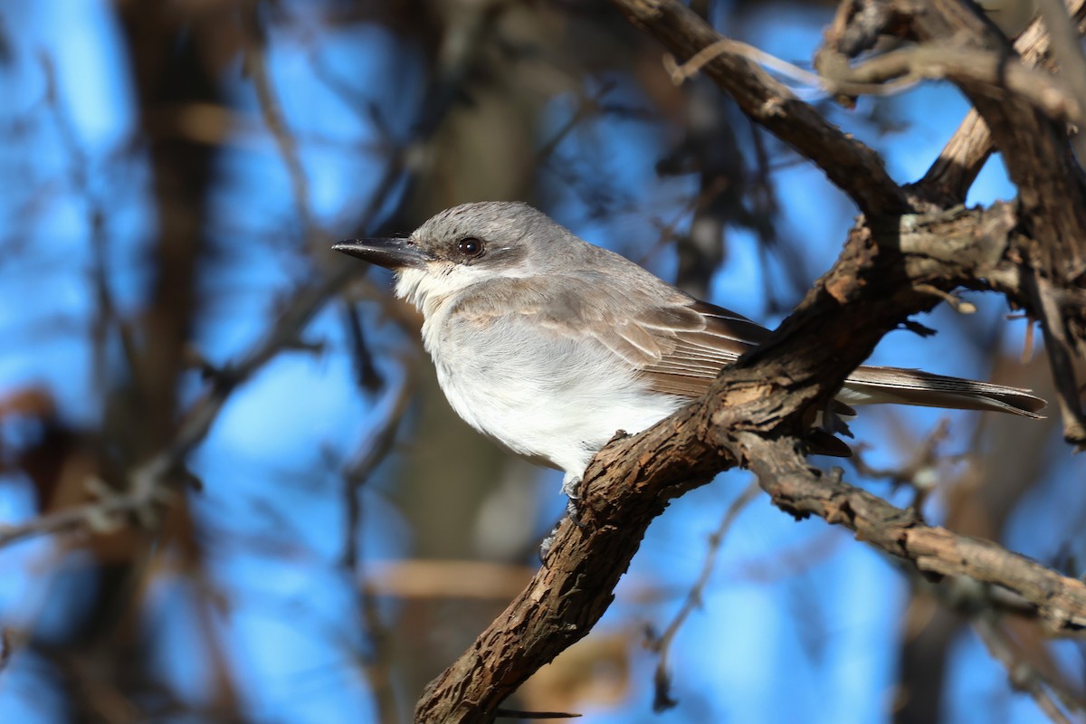 Gray Kingbird - ML645369549