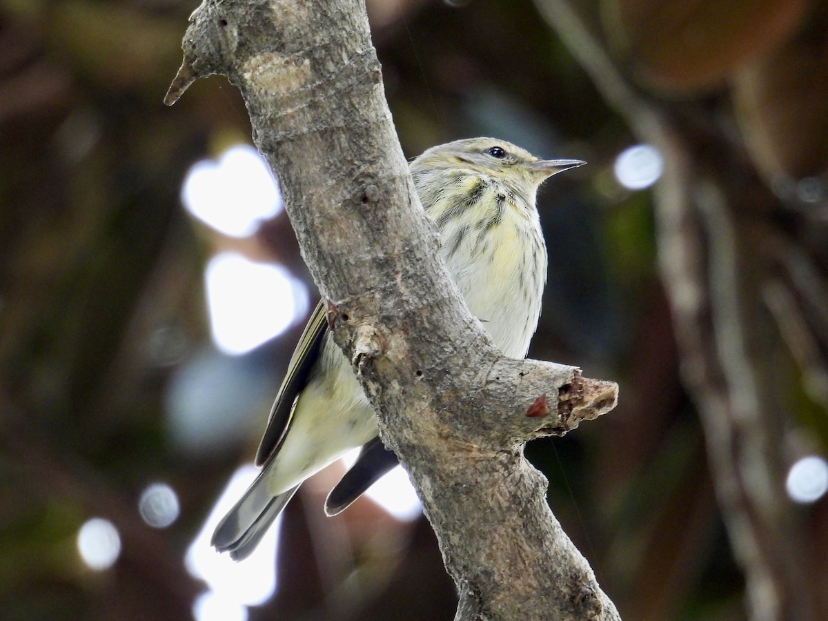 ホオアカアメリカムシクイ - ML645369561