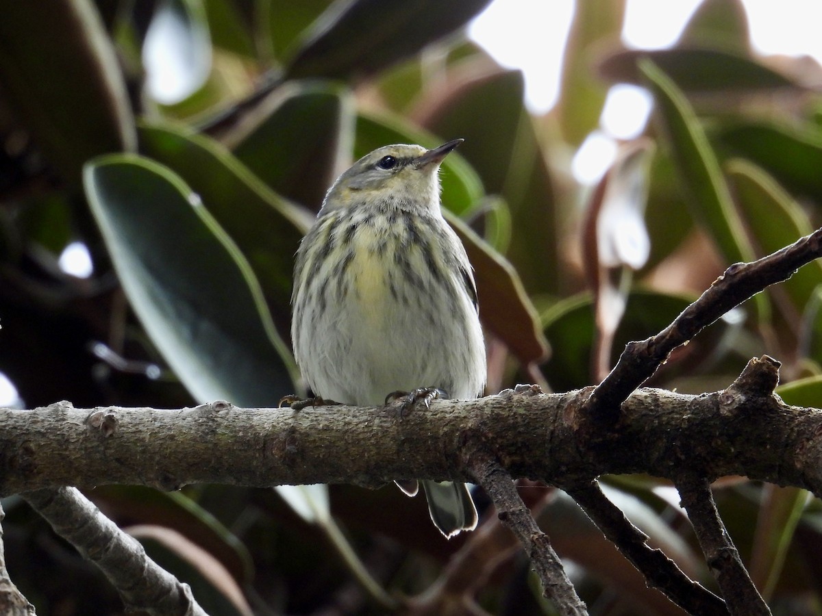 ホオアカアメリカムシクイ - ML645369563