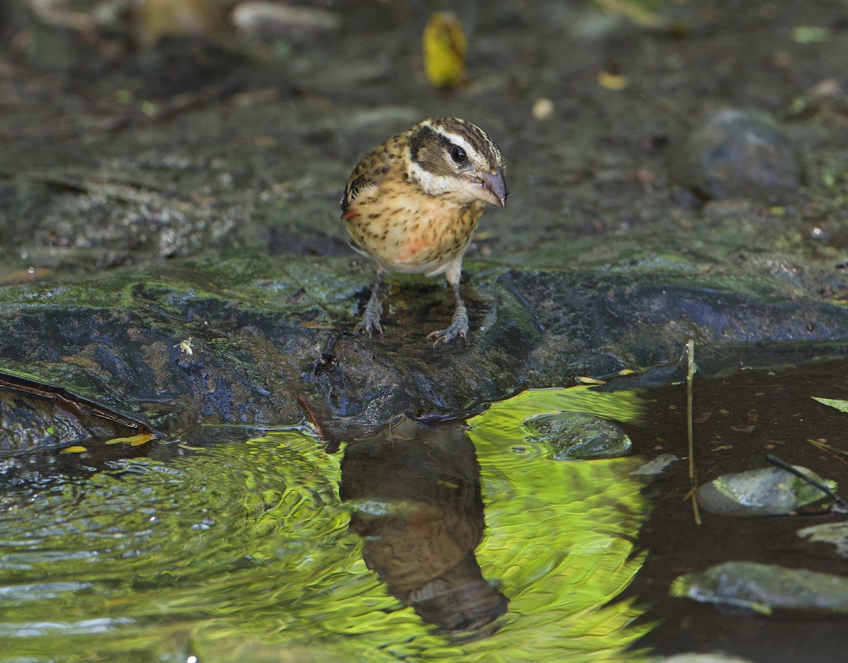 Rose-breasted Grosbeak - ML645369572