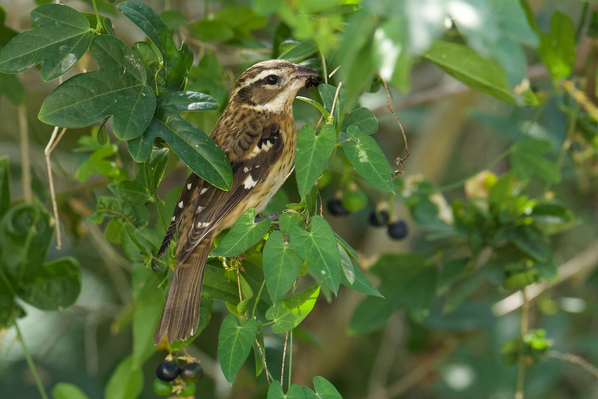 Rose-breasted Grosbeak - ML645369573