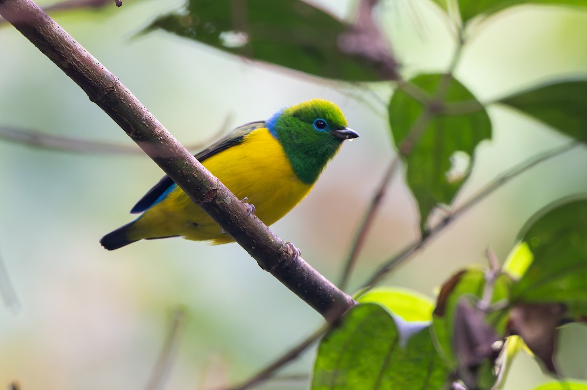 Синеспинный органист - ML645369580