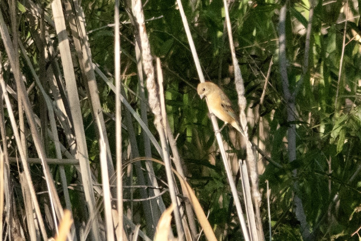 Lazuli Bunting - ML645369585