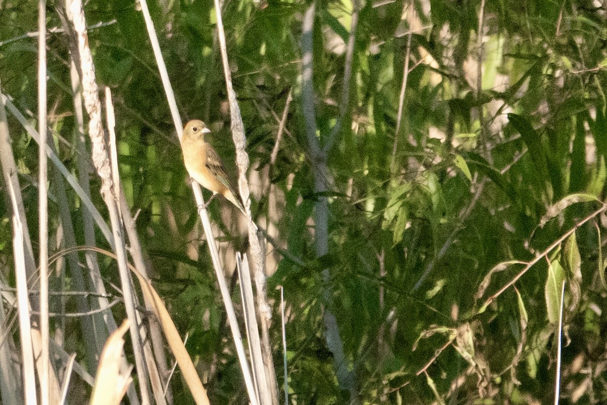 Lazuli Bunting - ML645369586