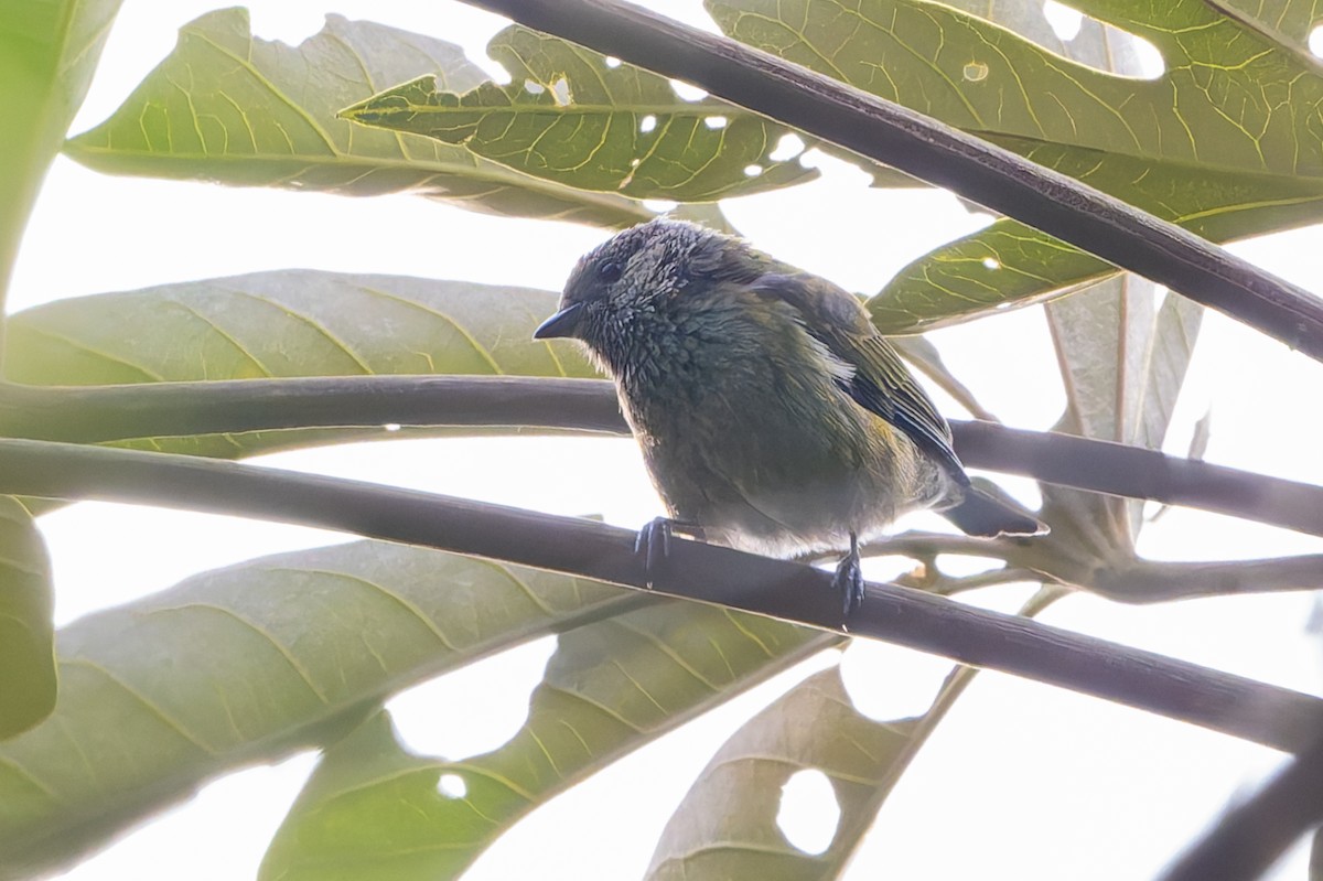 Сиреневоспинная танагра - ML645369603