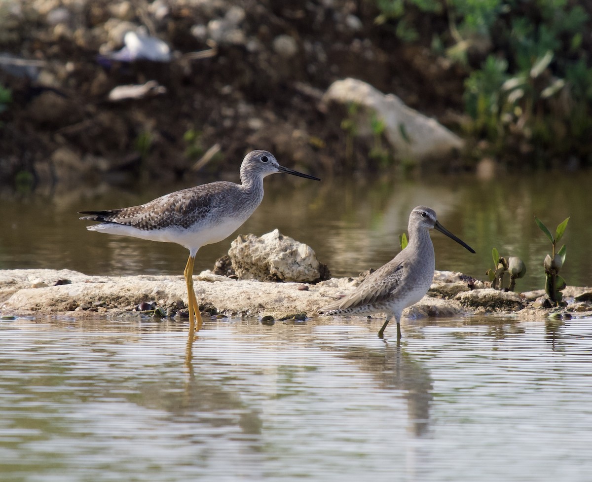 Kuliska oilagorra - ML645369608