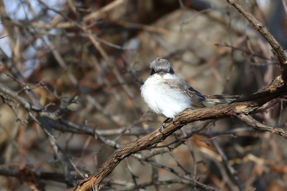 Gray Kingbird - ML645369616