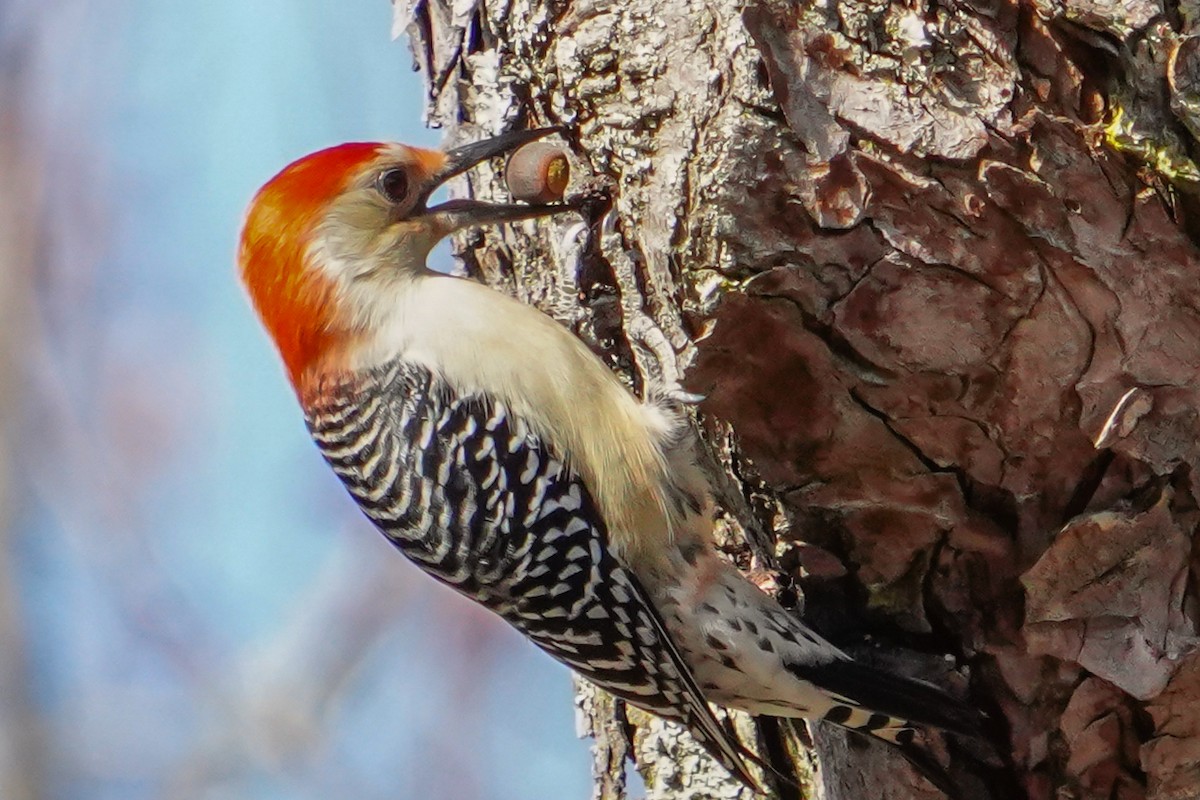 Carpintero de Carolina - ML645369620