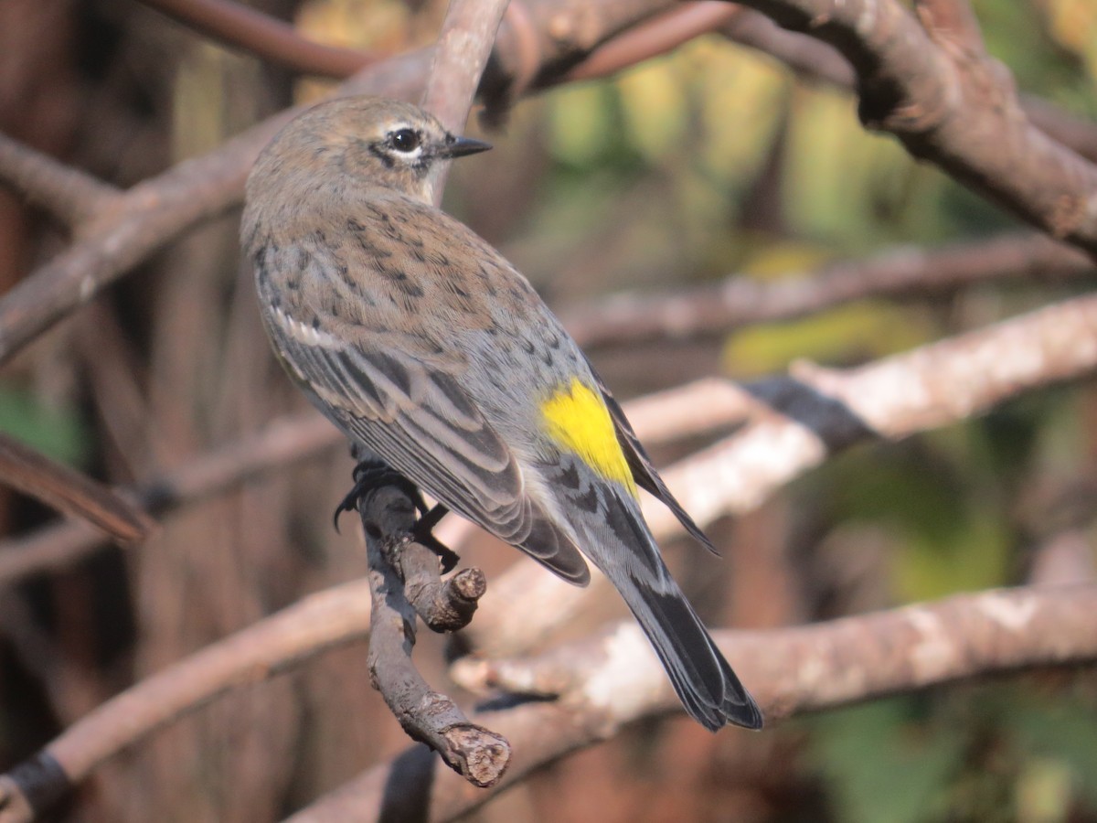 Yellow-rumped Warbler - ML645369626
