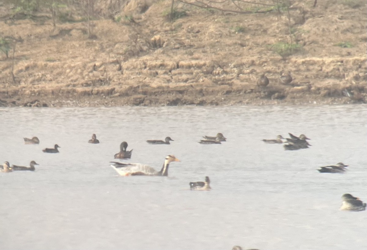 Oca indiana - ML645369640