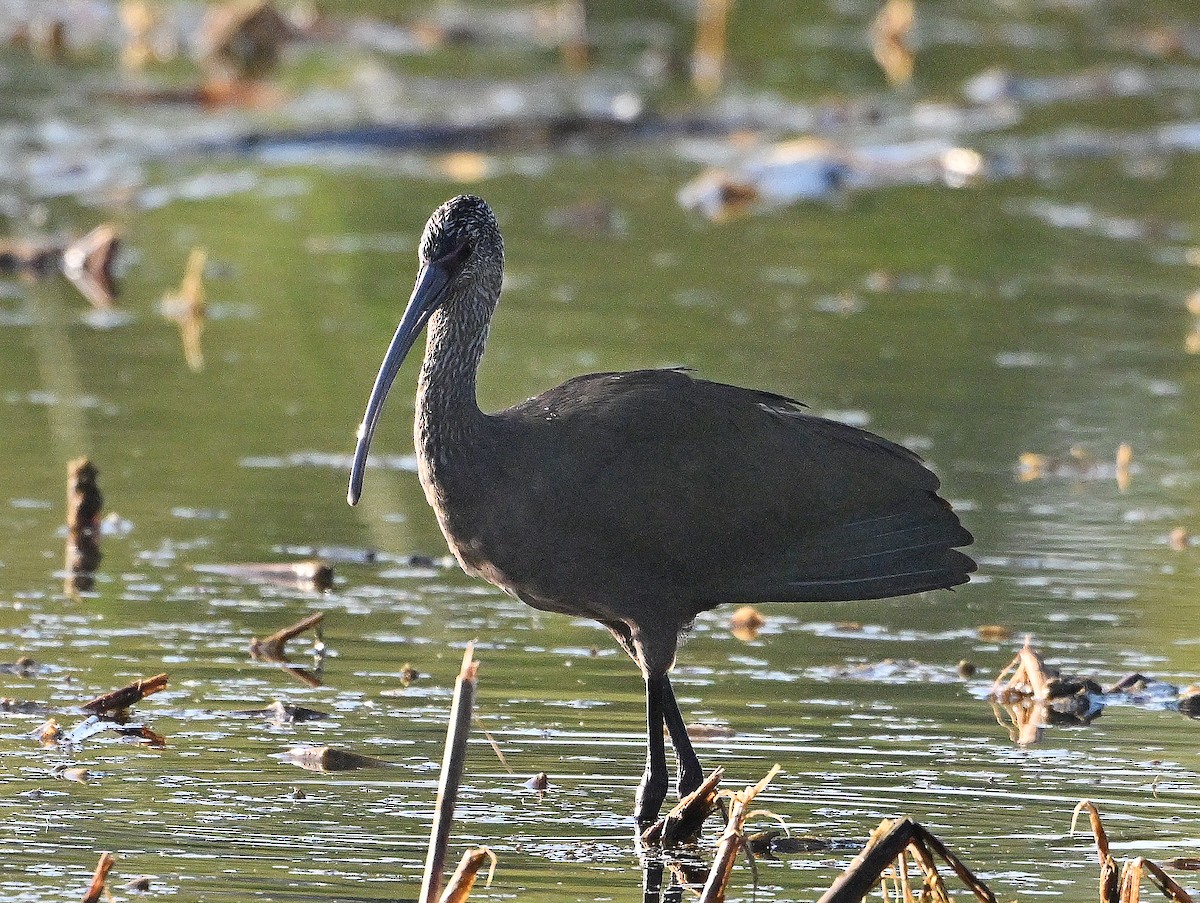 ibis americký - ML645369645