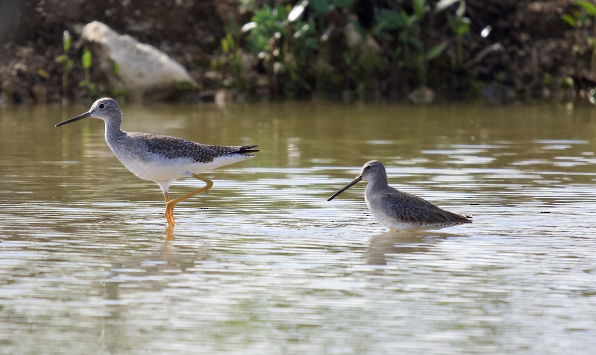 Kuliska oilagorra - ML645369646