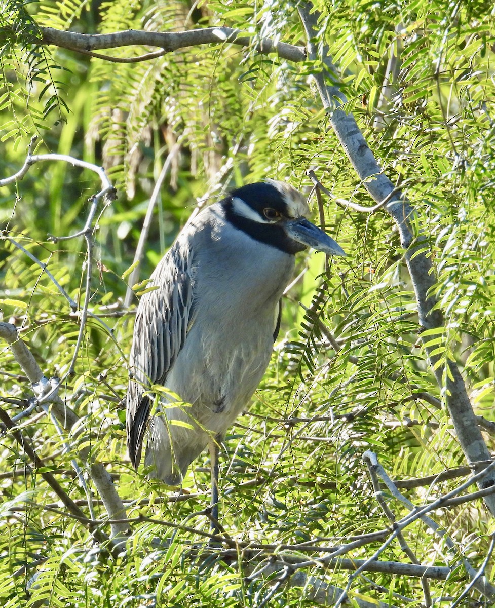 kvakoš žlutočelý - ML645369657