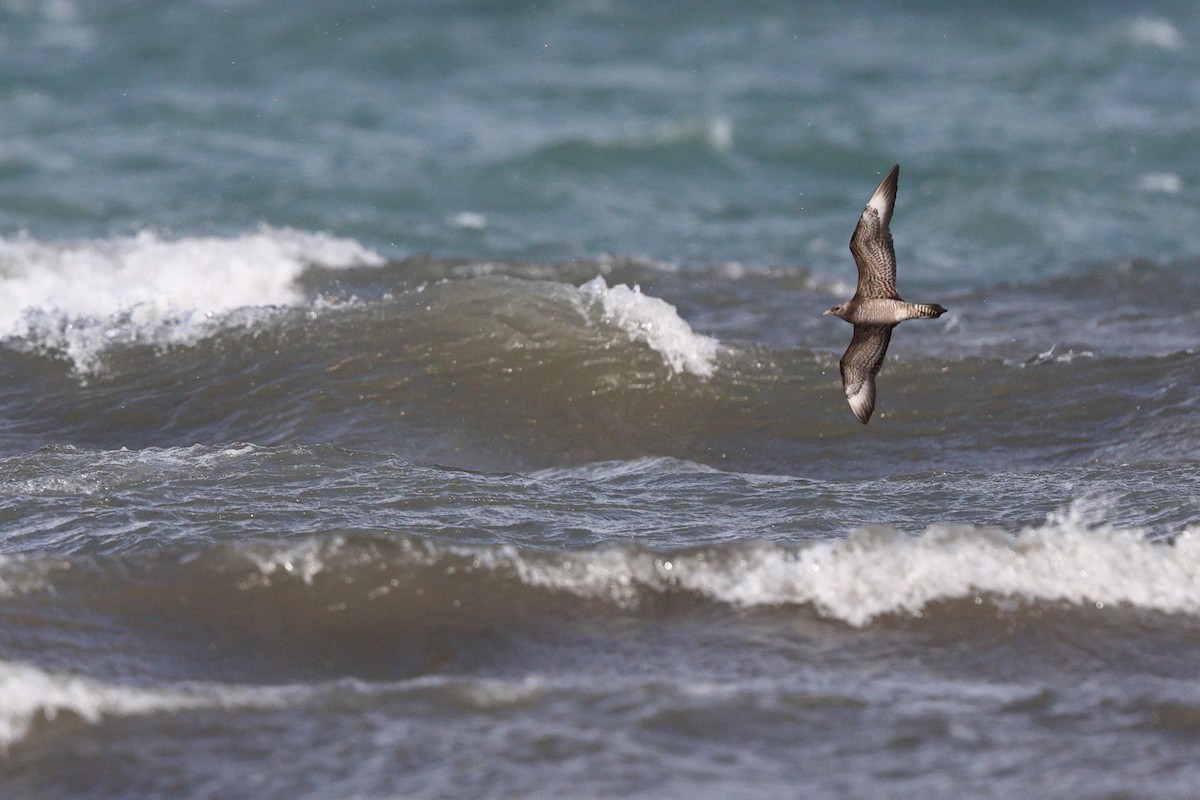 Korsanmartı - ML645369665