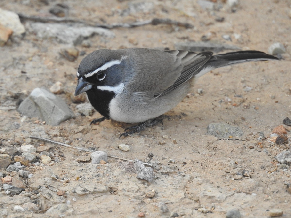 Black-throated Sparrow - ML645369673