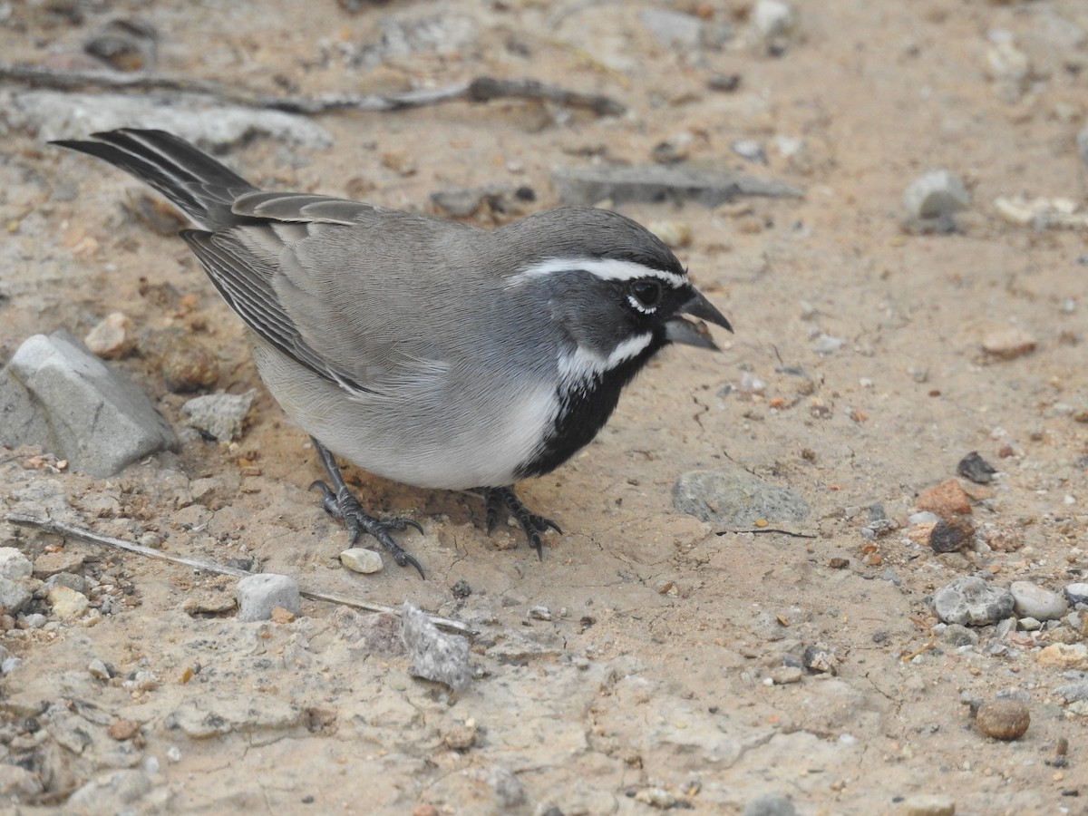 Black-throated Sparrow - ML645369674