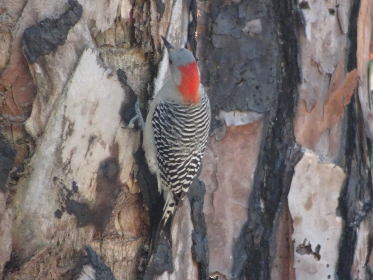 Carpintero de Carolina - ML645369675