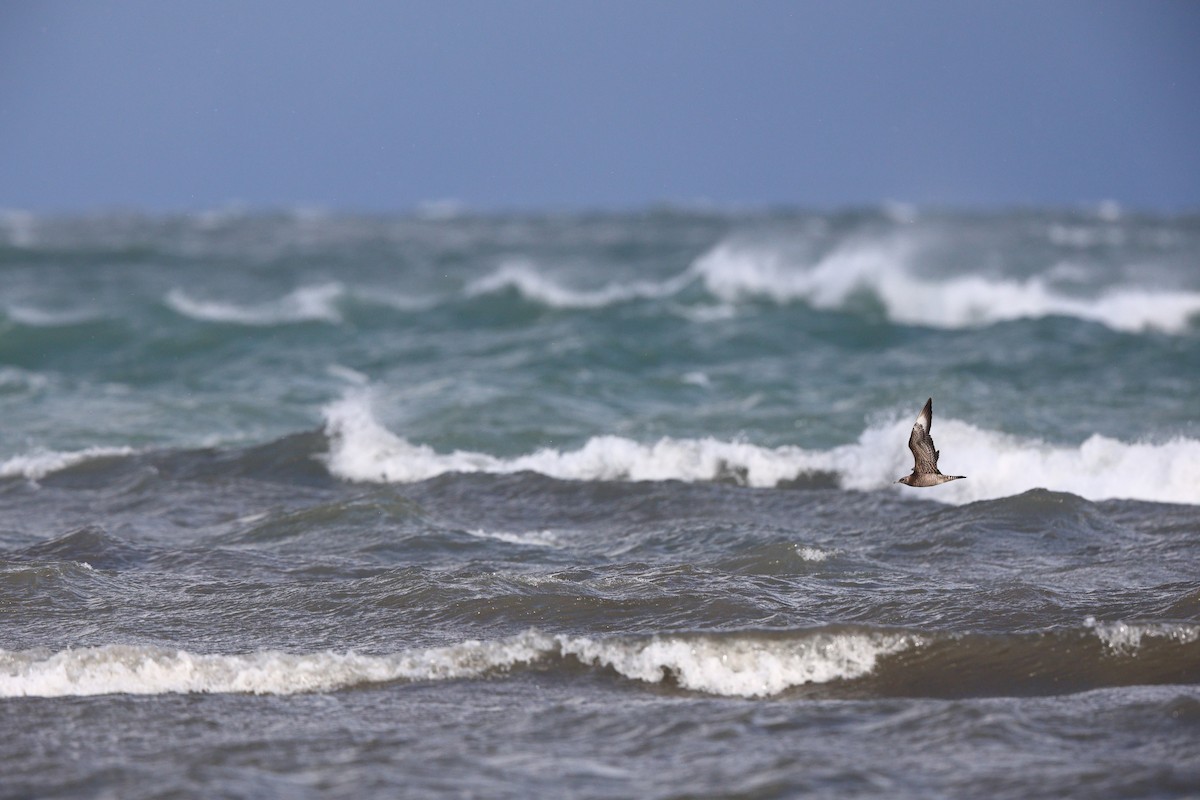 Korsanmartı - ML645369677