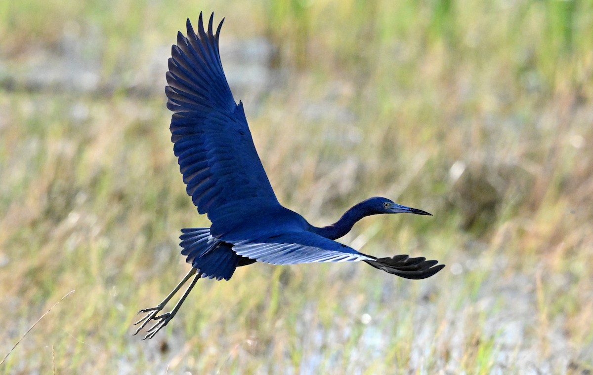 volavka modrošedá - ML645369678