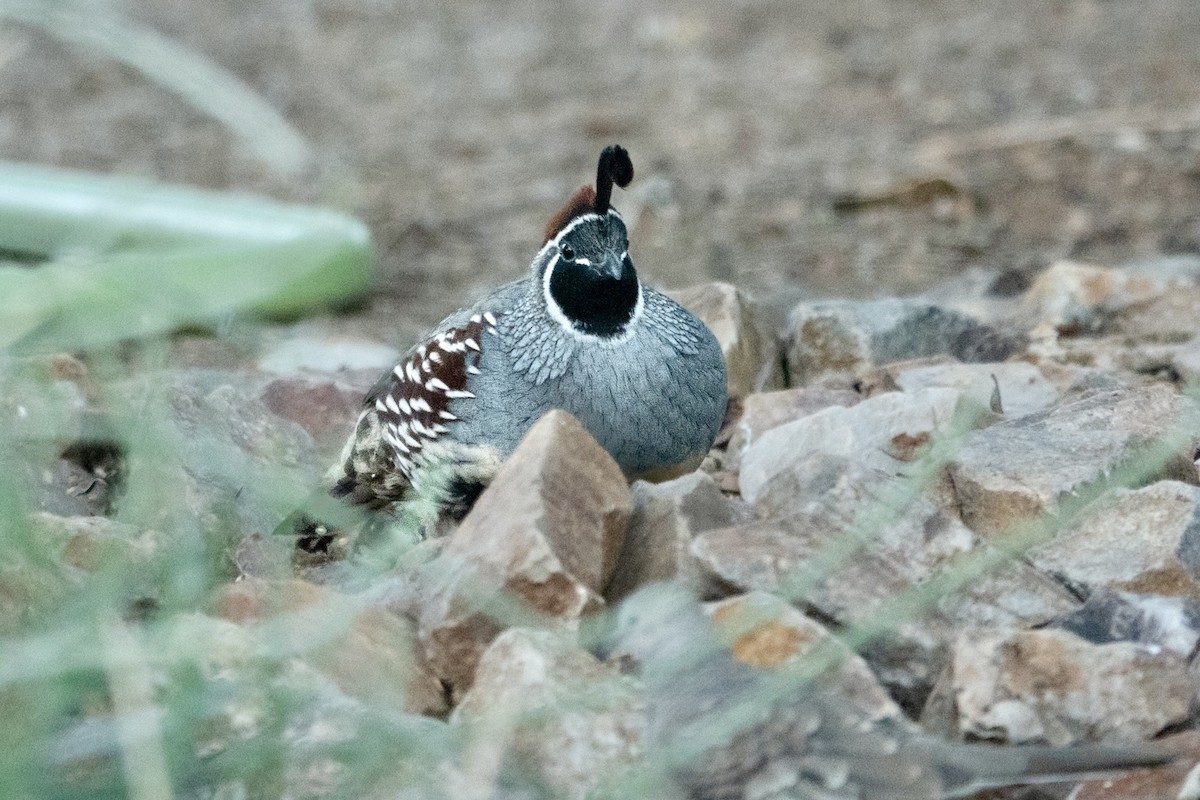 Gambel's Quail - ML645369682