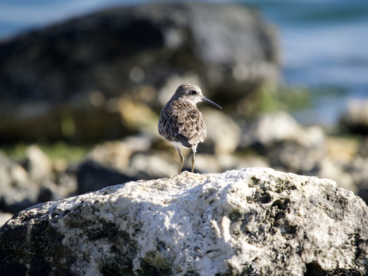 Txirri nanoa - ML645369698