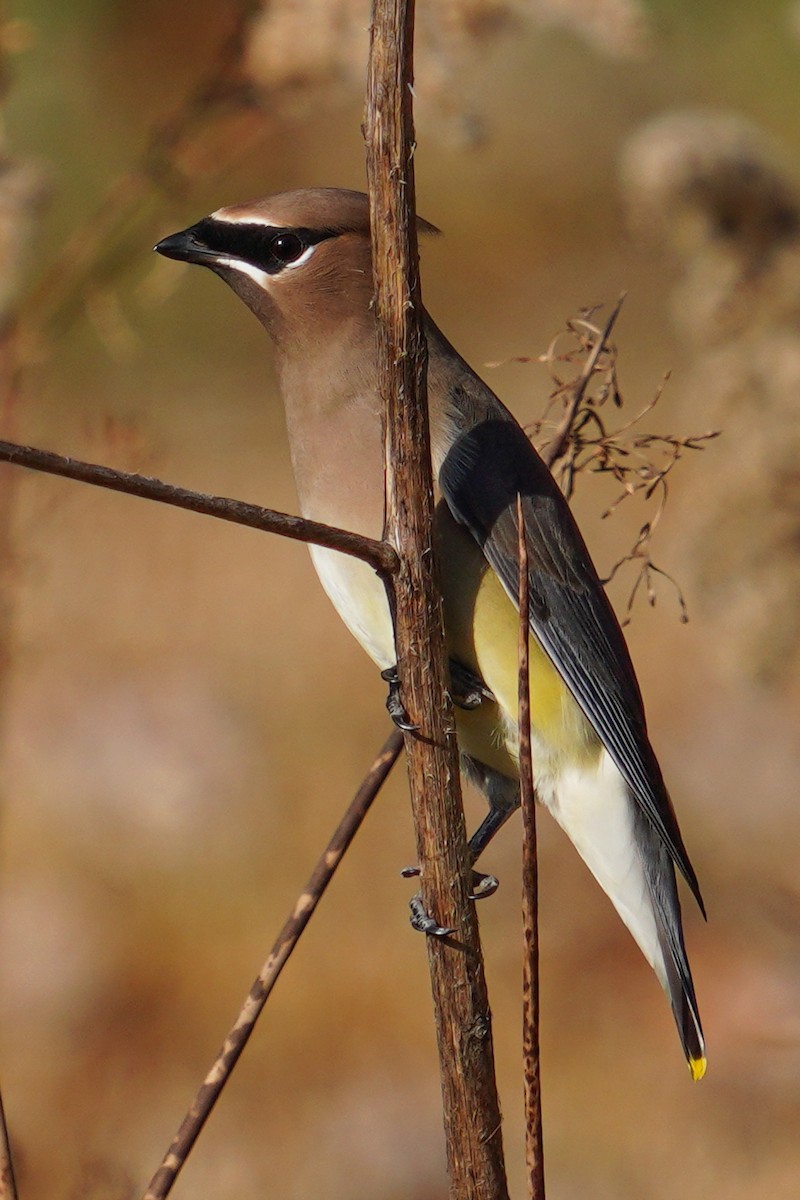 Cedar Waxwing - ML645369700