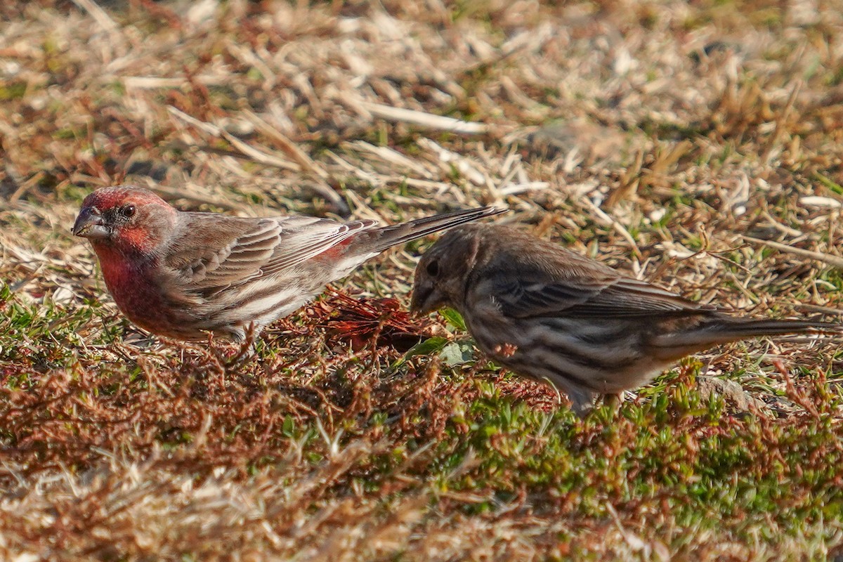 House Finch - ML645369707